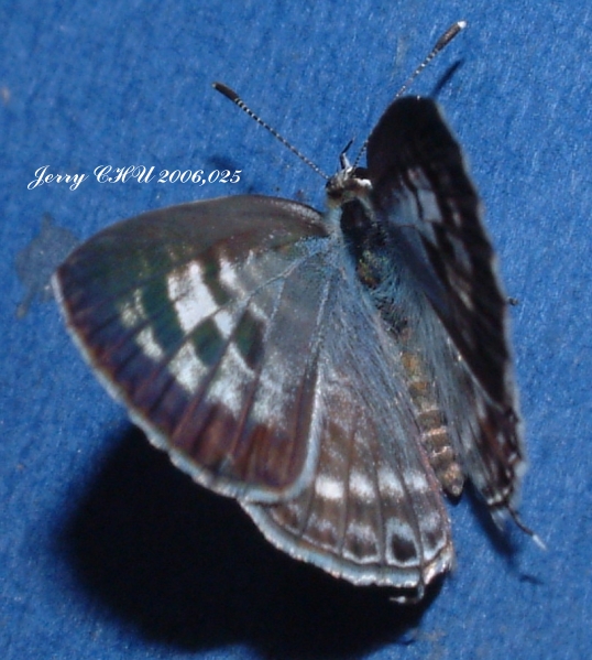 按此在新視窗瀏覽圖片