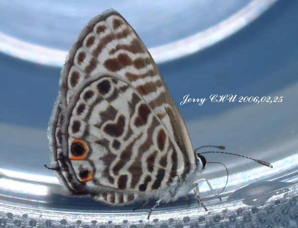 按此在新視窗瀏覽圖片