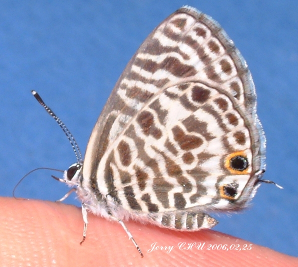 按此在新視窗瀏覽圖片