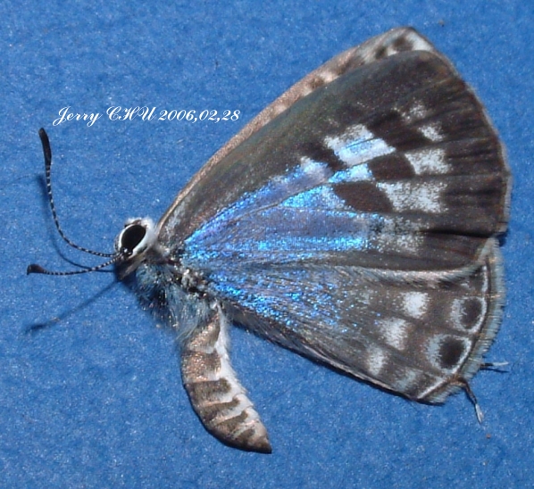 按此在新視窗瀏覽圖片