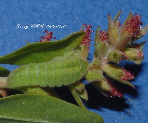 按此在新視窗瀏覽圖片