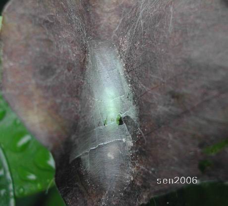 按此在新視窗瀏覽圖片