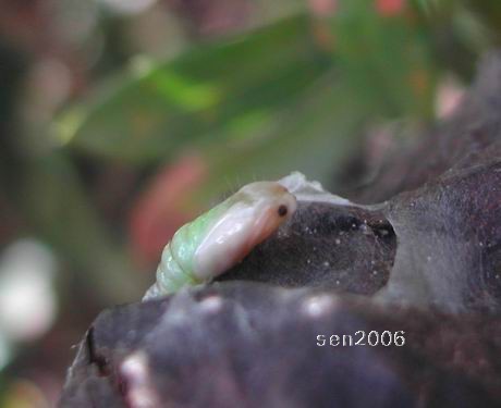 按此在新視窗瀏覽圖片