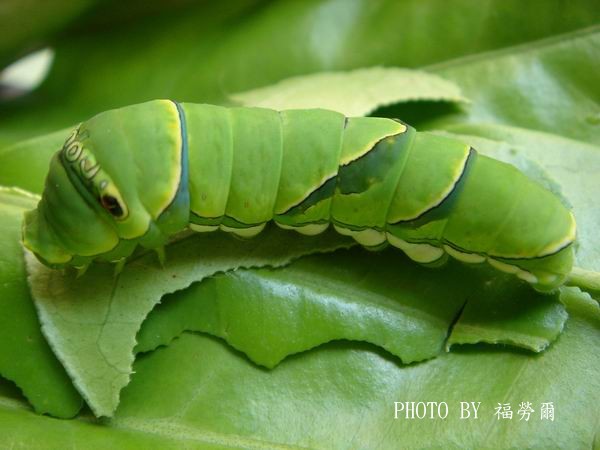 按此在新視窗瀏覽圖片