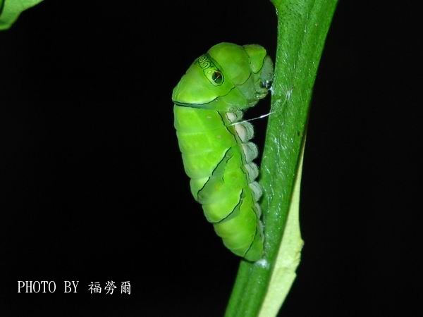 按此在新視窗瀏覽圖片