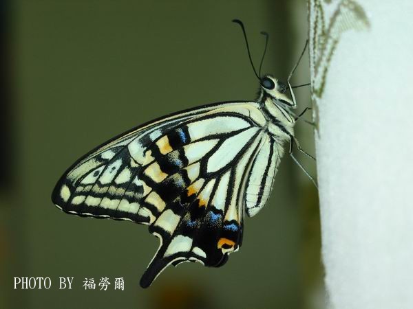 按此在新視窗瀏覽圖片