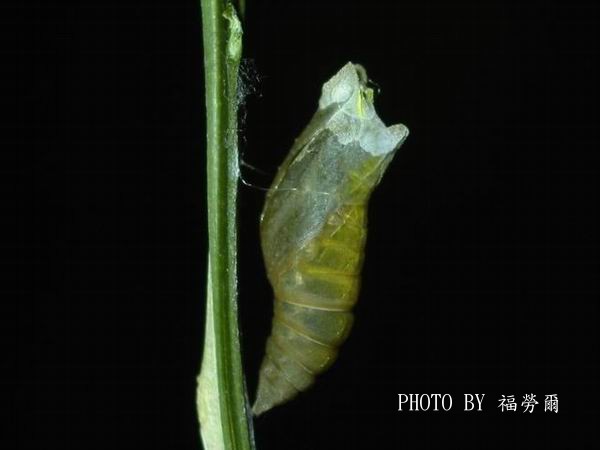 按此在新視窗瀏覽圖片