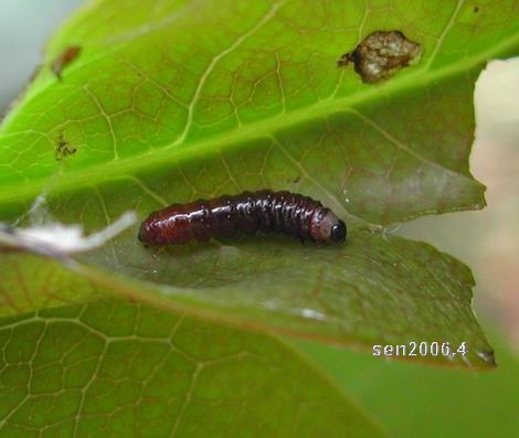 按此在新視窗瀏覽圖片