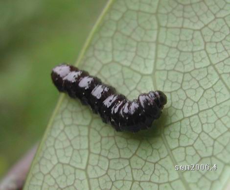 按此在新視窗瀏覽圖片