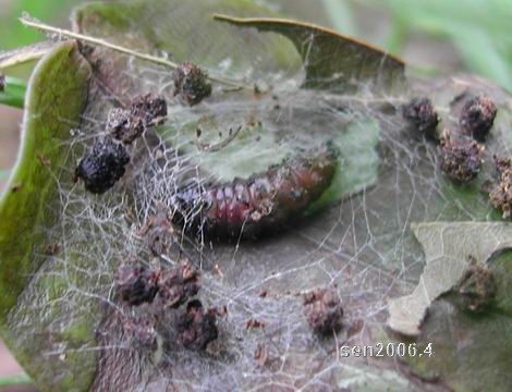 按此在新視窗瀏覽圖片