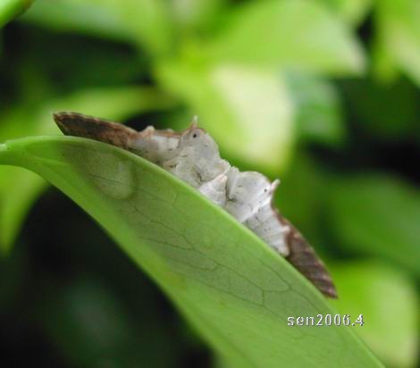 按此在新視窗瀏覽圖片