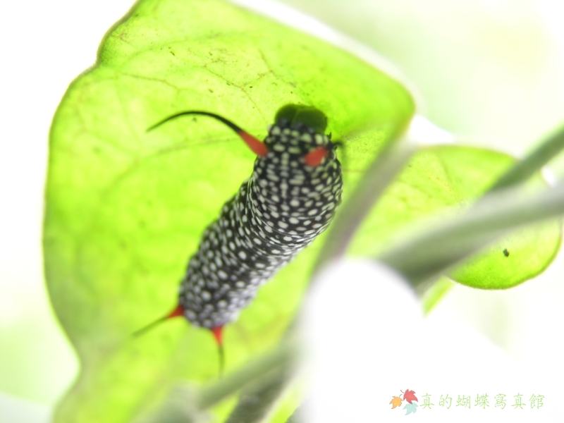 按此在新視窗瀏覽圖片