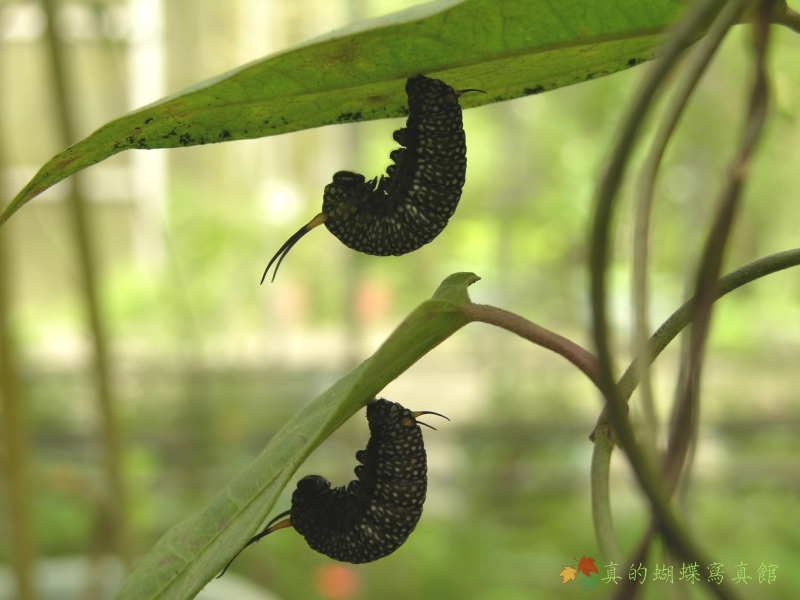 按此在新視窗瀏覽圖片