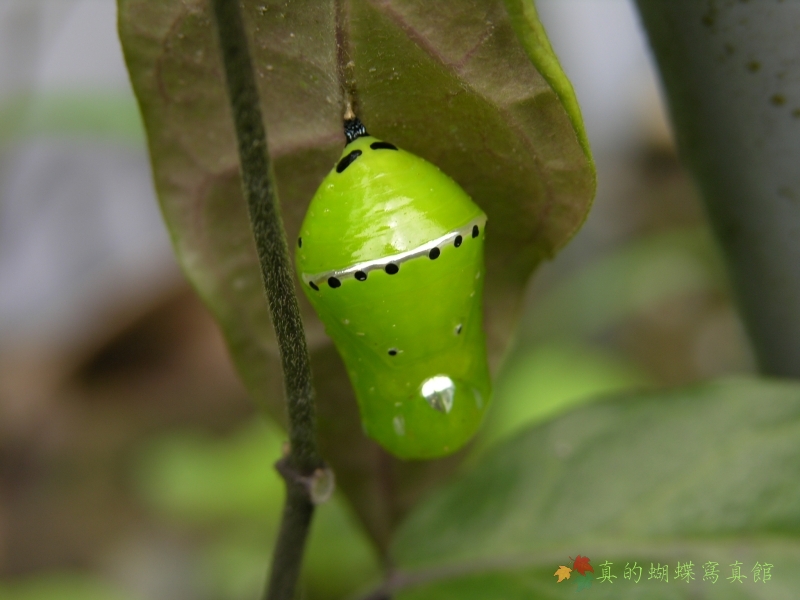按此在新視窗瀏覽圖片
