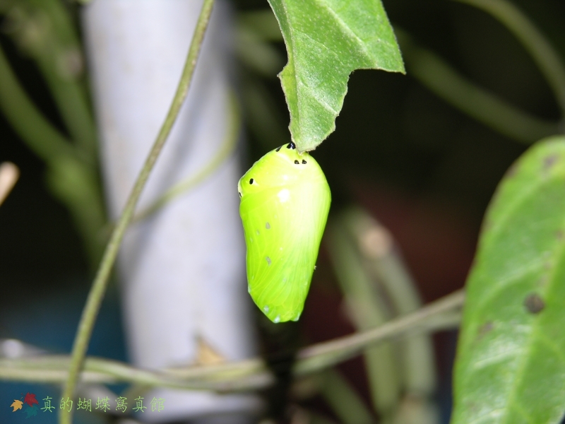 按此在新視窗瀏覽圖片