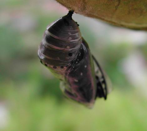 按此在新視窗瀏覽圖片