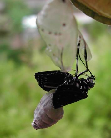 按此在新視窗瀏覽圖片