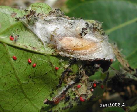 按此在新視窗瀏覽圖片