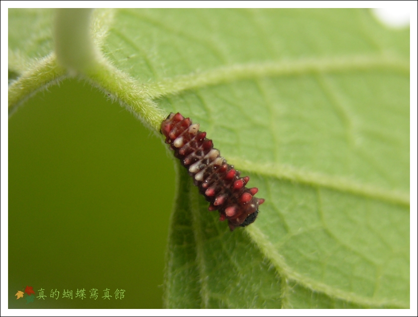 按此在新視窗瀏覽圖片