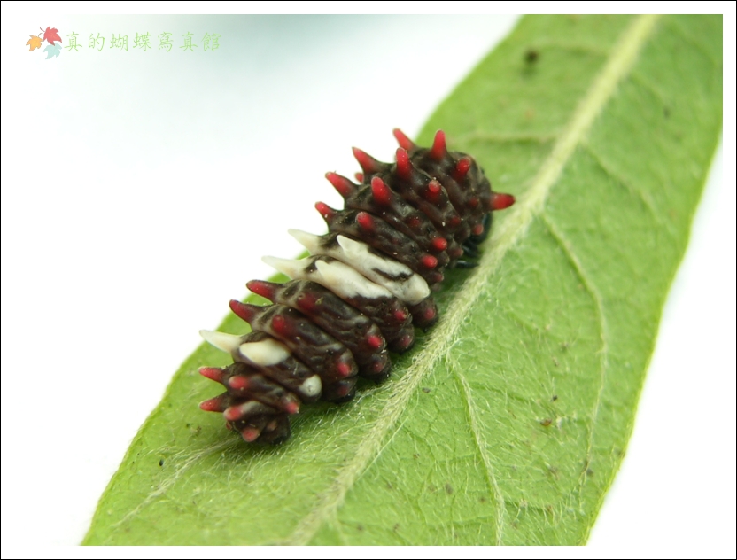 按此在新視窗瀏覽圖片