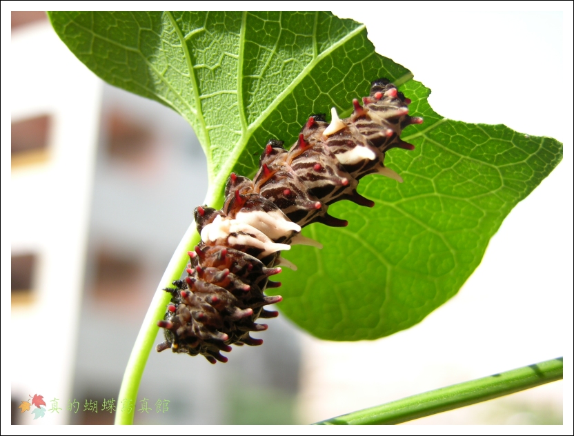 按此在新視窗瀏覽圖片