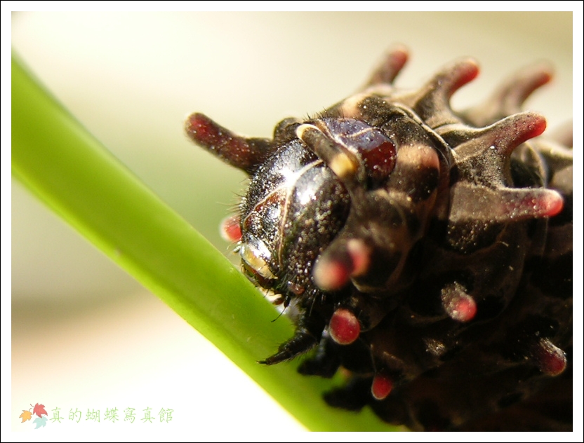 按此在新視窗瀏覽圖片