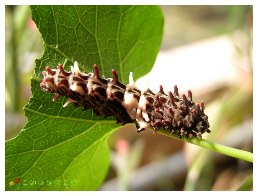 按此在新視窗瀏覽圖片
