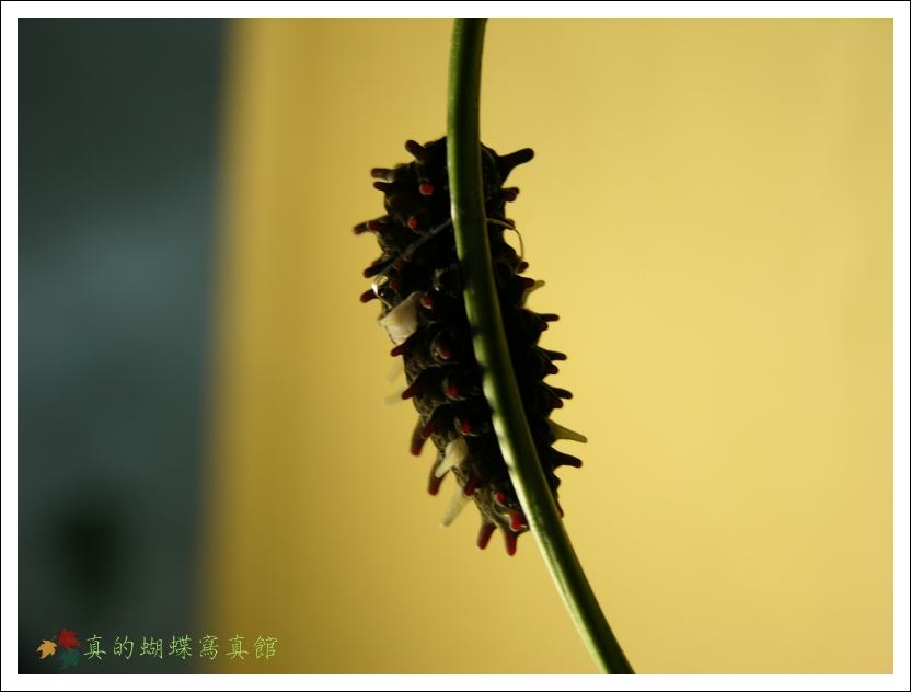 按此在新視窗瀏覽圖片