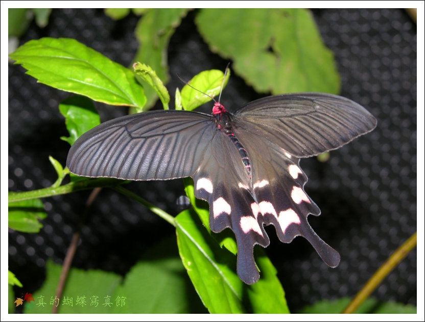 按此在新視窗瀏覽圖片