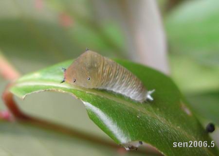 按此在新視窗瀏覽圖片