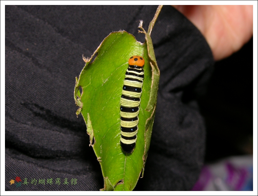按此在新視窗瀏覽圖片