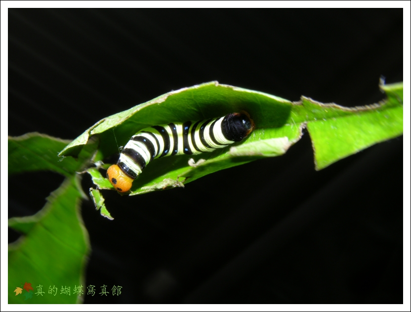 按此在新視窗瀏覽圖片