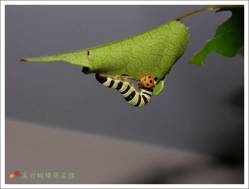 按此在新視窗瀏覽圖片