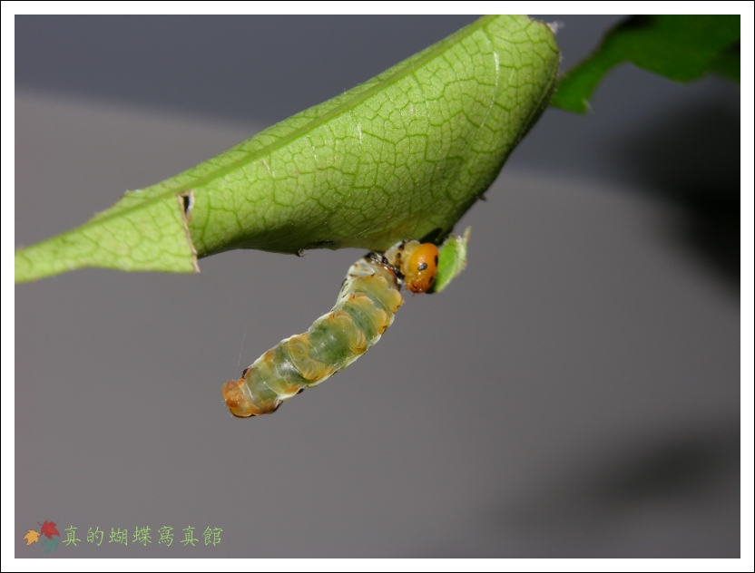 按此在新視窗瀏覽圖片