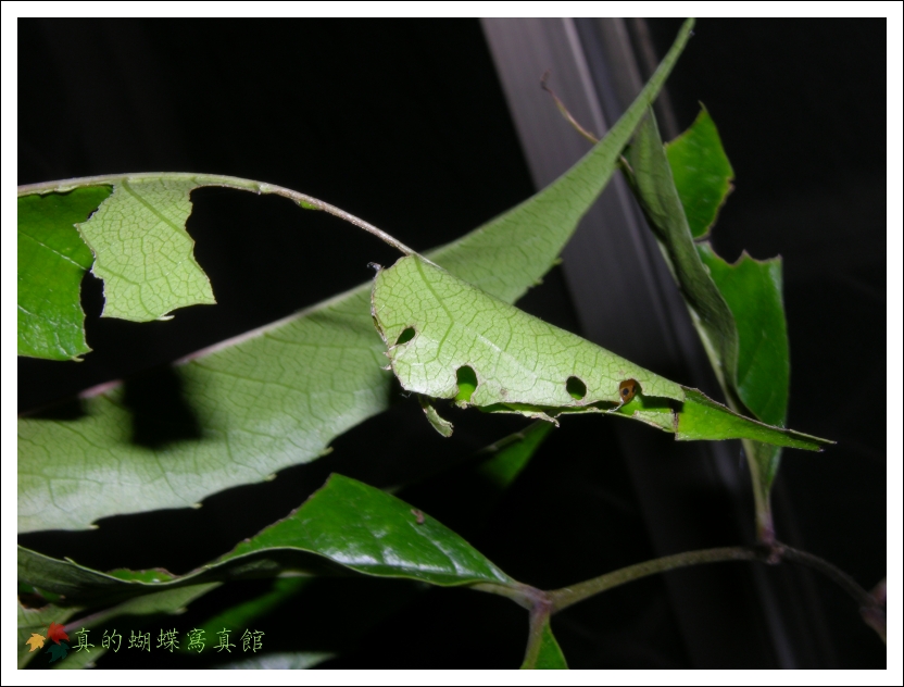 按此在新視窗瀏覽圖片