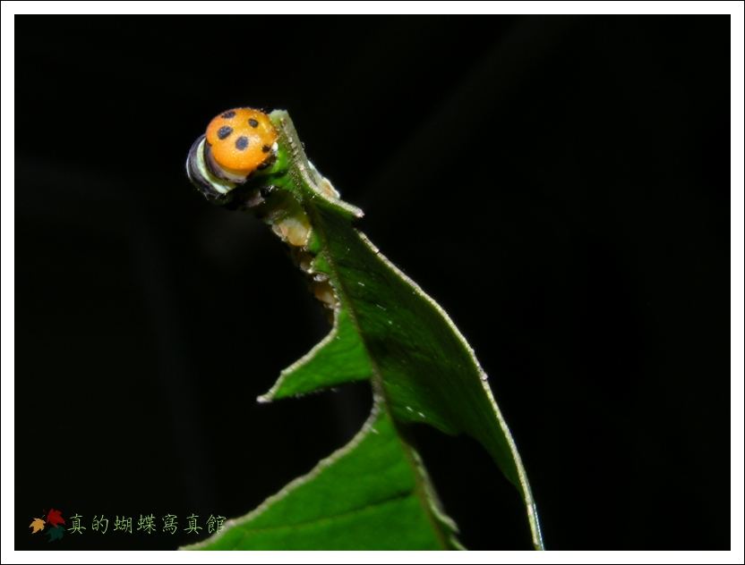 按此在新視窗瀏覽圖片