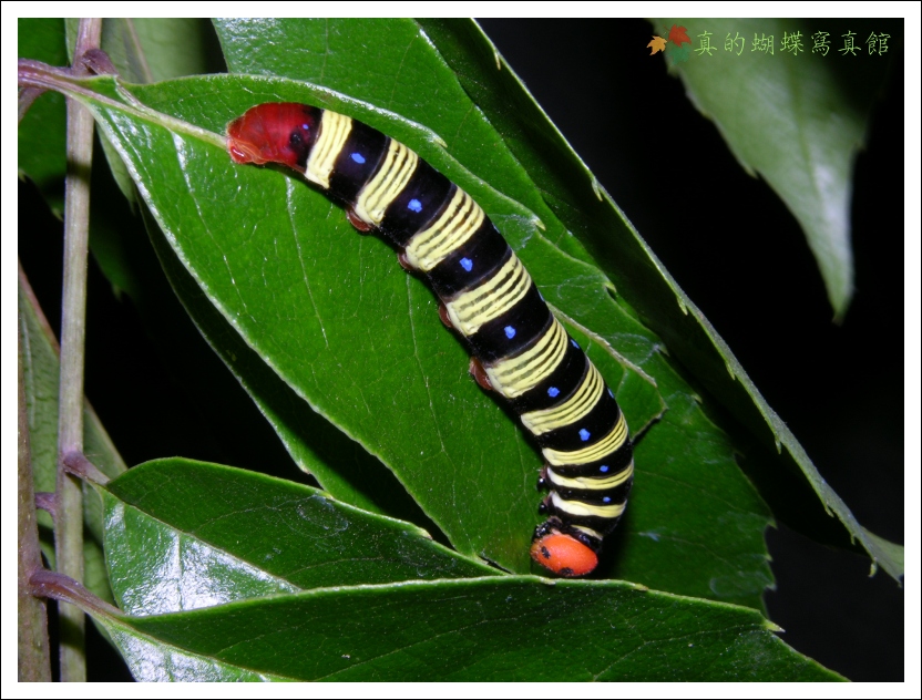 按此在新視窗瀏覽圖片