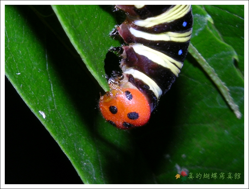 按此在新視窗瀏覽圖片