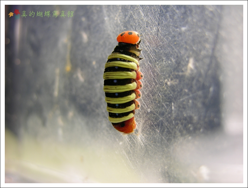 按此在新視窗瀏覽圖片