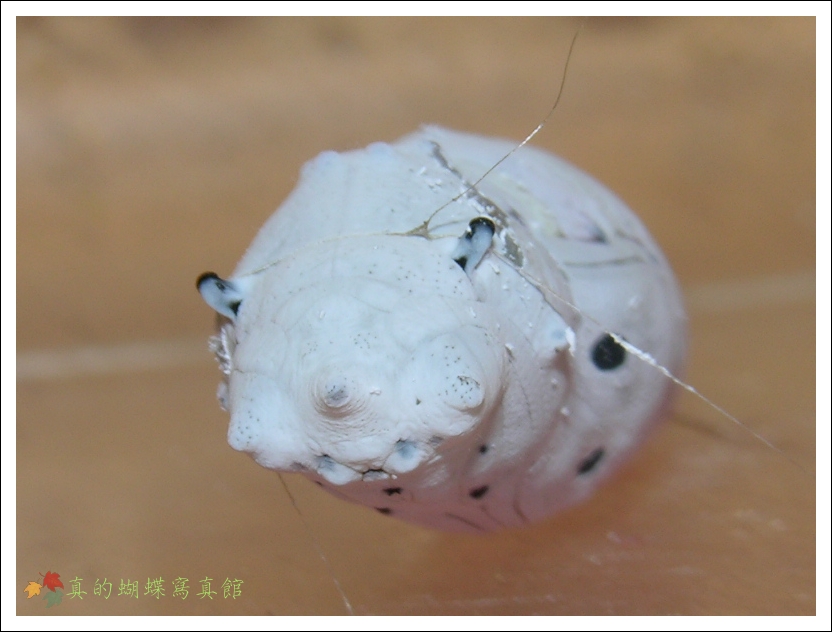 按此在新視窗瀏覽圖片