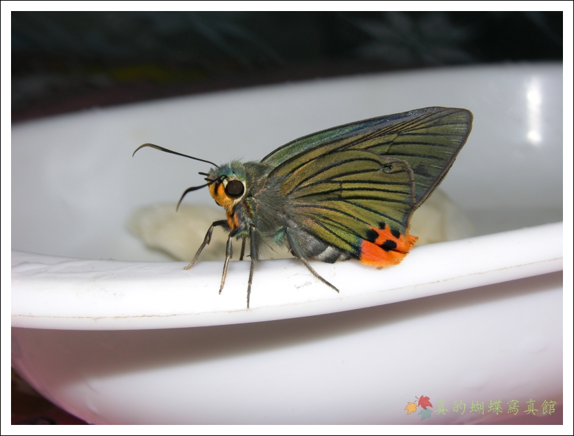 按此在新視窗瀏覽圖片