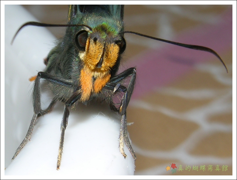 按此在新視窗瀏覽圖片