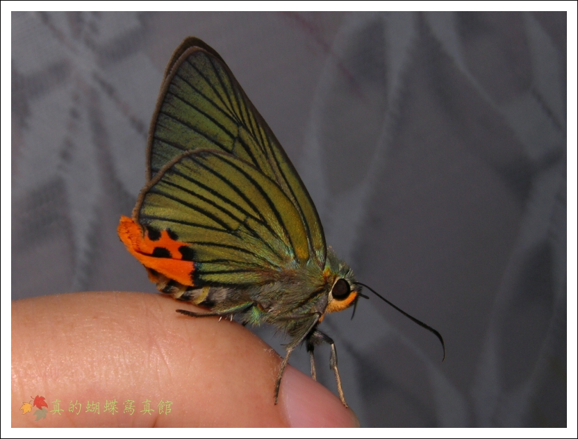 按此在新視窗瀏覽圖片