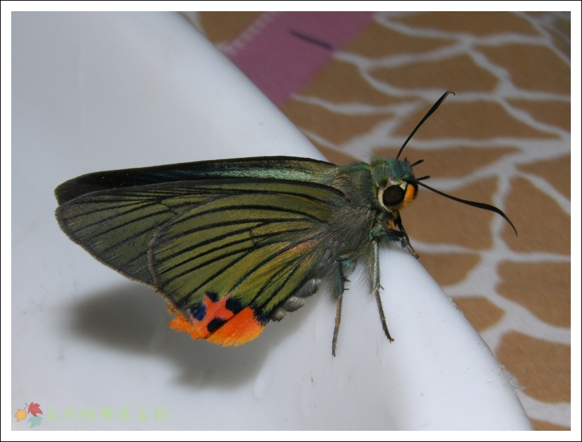 按此在新視窗瀏覽圖片