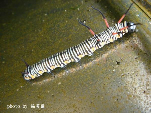 按此在新視窗瀏覽圖片