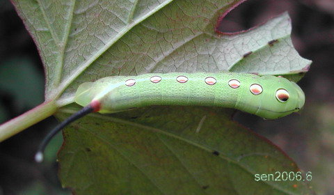 按此在新視窗瀏覽圖片