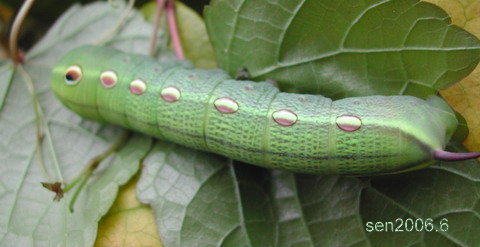 按此在新視窗瀏覽圖片