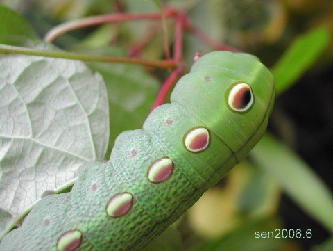 按此在新視窗瀏覽圖片