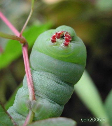 按此在新視窗瀏覽圖片