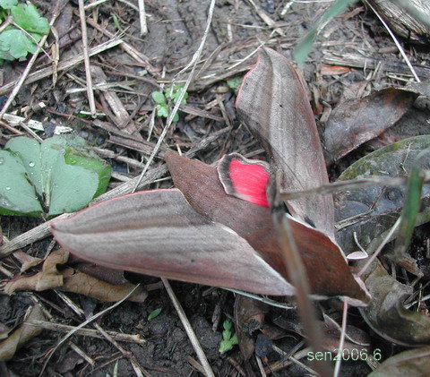 按此在新視窗瀏覽圖片